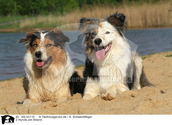 2 Hunde am Strand / 2 dogs at the beach / SS-33110