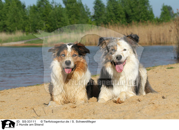 2 Hunde am Strand / 2 dogs at the beach / SS-33111