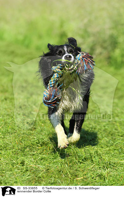 rennender Border Collie / running Border Collie / SS-33855