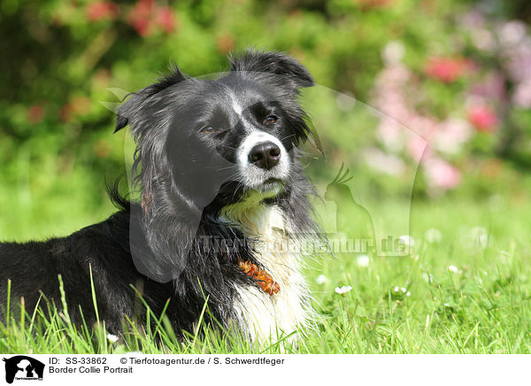 Border Collie Portrait / Border Collie Portrait / SS-33862