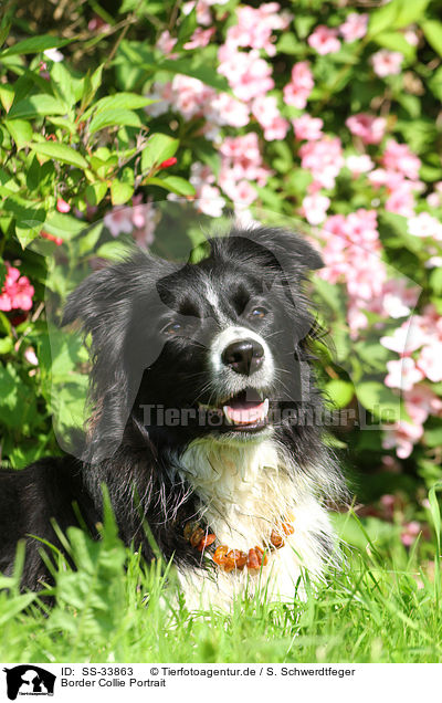 Border Collie Portrait / Border Collie Portrait / SS-33863