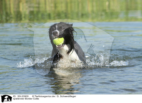 spielender Border Collie / playing Border Collie / SS-33900
