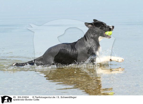 spielender Border Collie / playing Border Collie / SS-33904