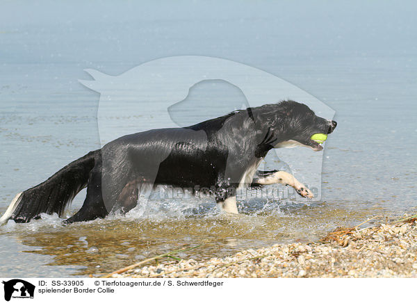 spielender Border Collie / playing Border Collie / SS-33905