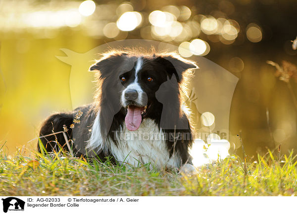 liegender Border Collie / lying Border Collie / AG-02033