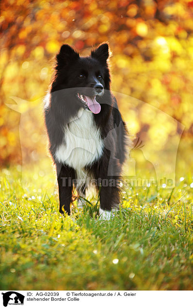stehender Border Collie / standing Border Collie / AG-02039