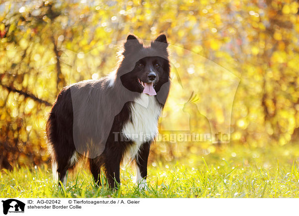 stehender Border Collie / standing Border Collie / AG-02042