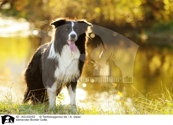 stehender Border Collie / standing Border Collie / AG-02052