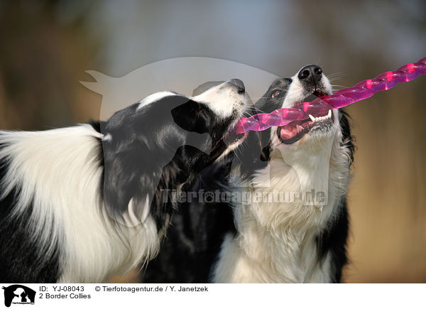 2 Border Collies / 2 Border Collies / YJ-08043