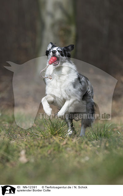 spielender Border Collie / playing Border Collie / NN-12391
