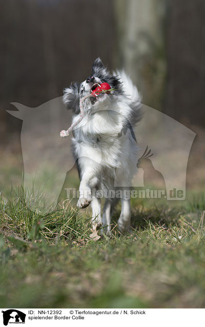 spielender Border Collie / playing Border Collie / NN-12392