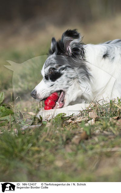 liegender Border Collie / lying Border Collie / NN-12407