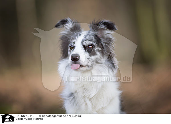 Border Collie Portrait / NN-12440