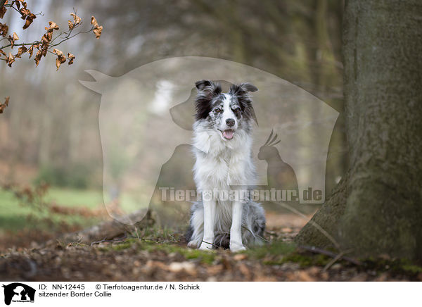 sitzender Border Collie / sitting Border Collie / NN-12445