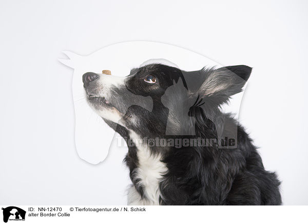 alter Border Collie / old Border Collie / NN-12470