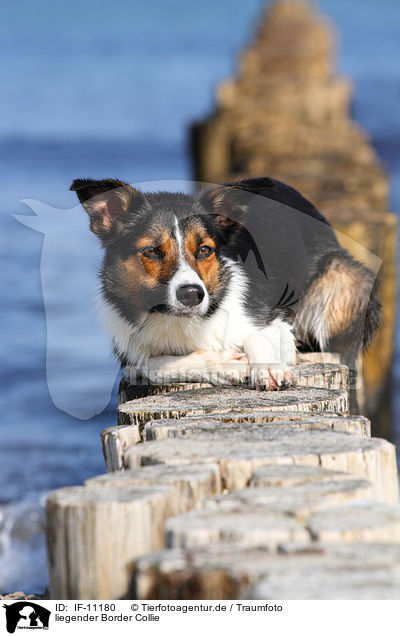 liegender Border Collie / lying Border Collie / IF-11180