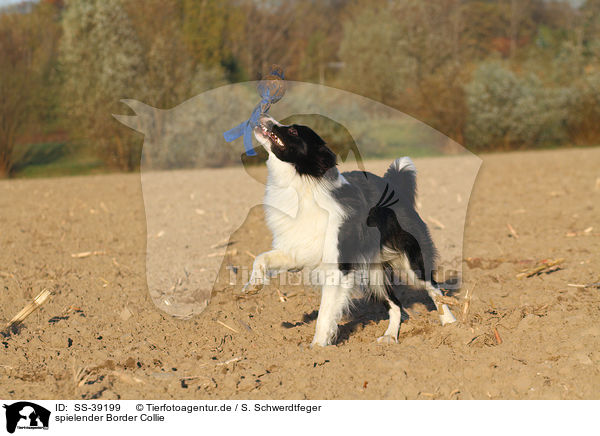 spielender Border Collie / playing Border Collie / SS-39199