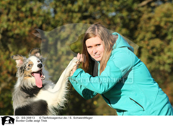 Border Collie zeigt Trick / SS-39813