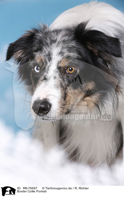 Border Collie Portrait / RR-76687
