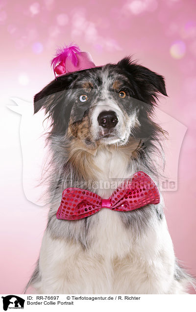 Border Collie Portrait / Border Collie Portrait / RR-76697