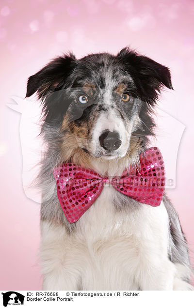 Border Collie Portrait / RR-76698