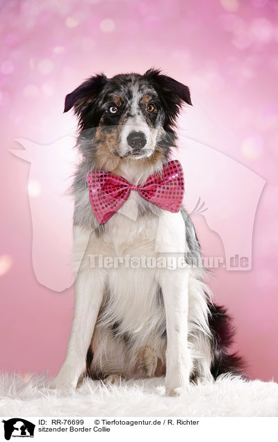 sitzender Border Collie / RR-76699