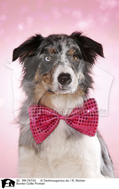 Border Collie Portrait / RR-76700