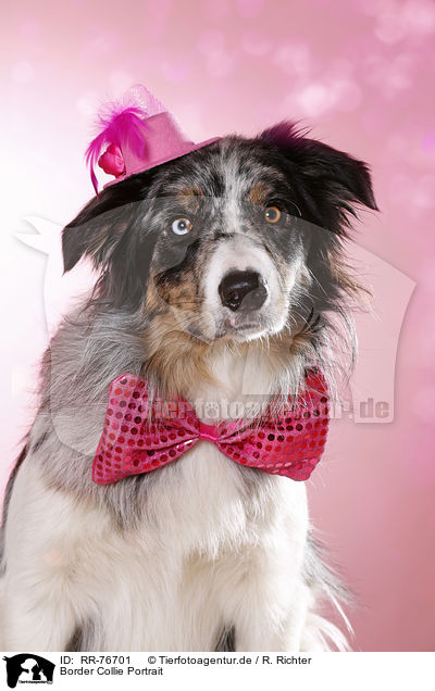 Border Collie Portrait / RR-76701