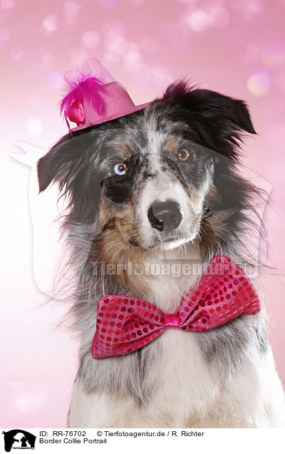 Border Collie Portrait / Border Collie Portrait / RR-76702