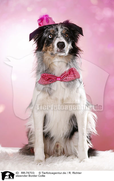 sitzender Border Collie / RR-76703