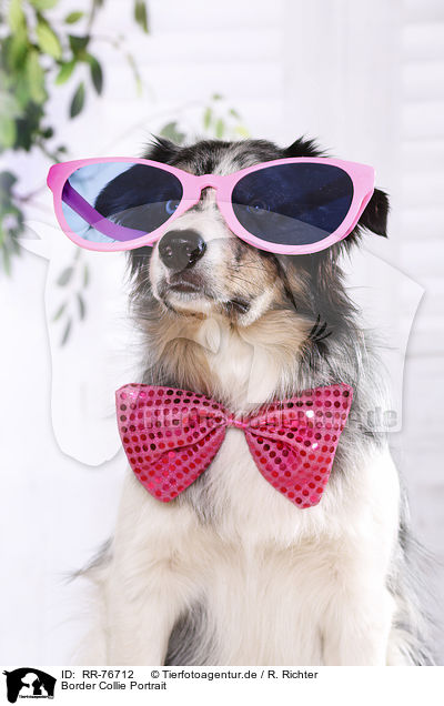 Border Collie Portrait / RR-76712