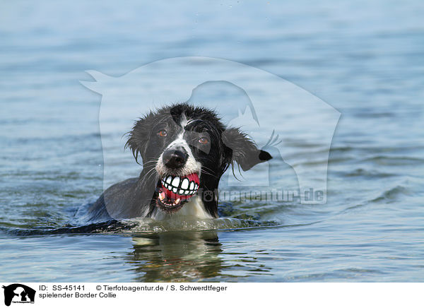 spielender Border Collie / SS-45141