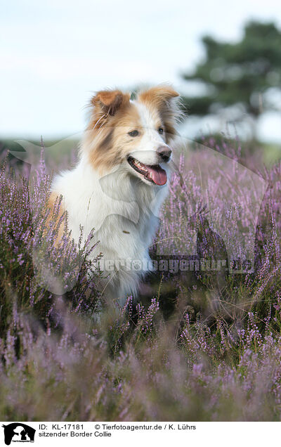 sitzender Border Collie / sitting Border Collie / KL-17181