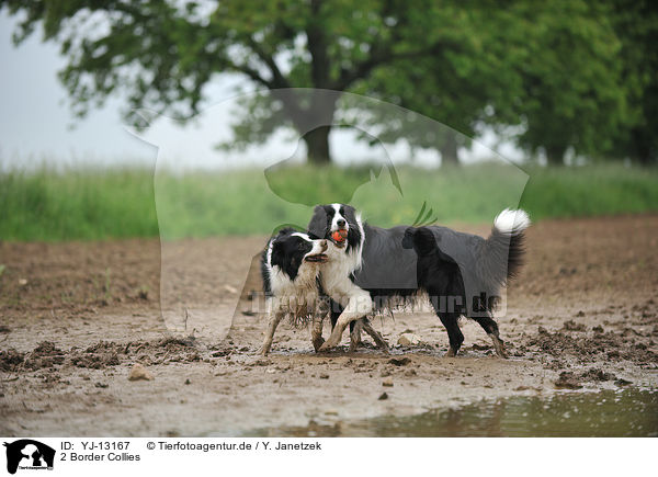 2 Border Collies / 2 Border Collies / YJ-13167