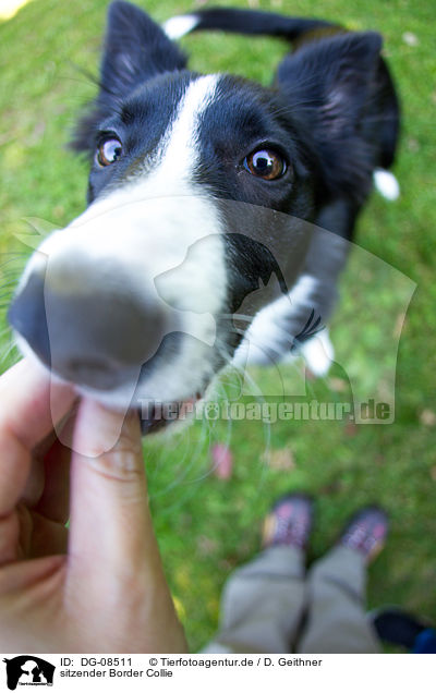 sitzender Border Collie / sitting Border Collie / DG-08511