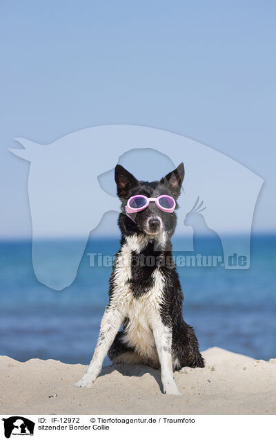sitzender Border Collie / IF-12972