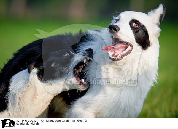 spielende Hunde / MW-05032