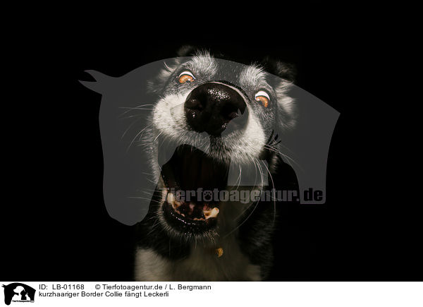 kurzhaariger Border Collie fngt Leckerli / LB-01168