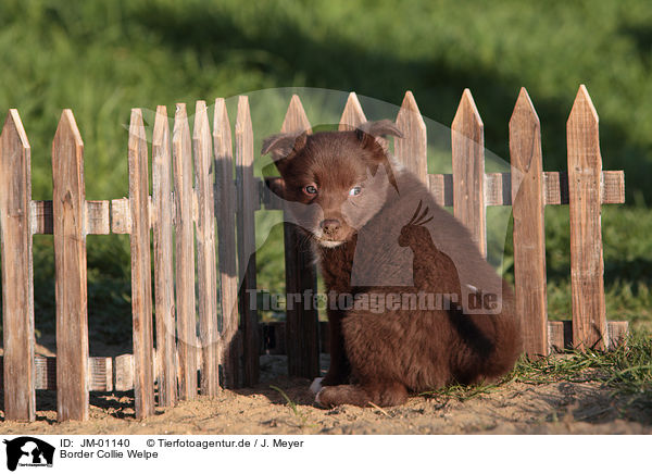 Border Collie Welpe / Border Collie Puppy / JM-01140