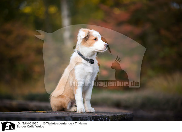 Border Collie Welpe / Border Collie Puppy / TAH-01025
