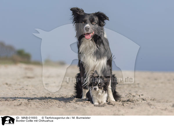 Border Collie mit Chihuahua / Border Collie with Chihuahua / MAB-01693