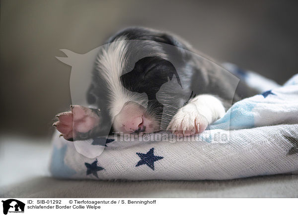 schlafender Border Collie Welpe / sleeping Border Collie puppy / SIB-01292