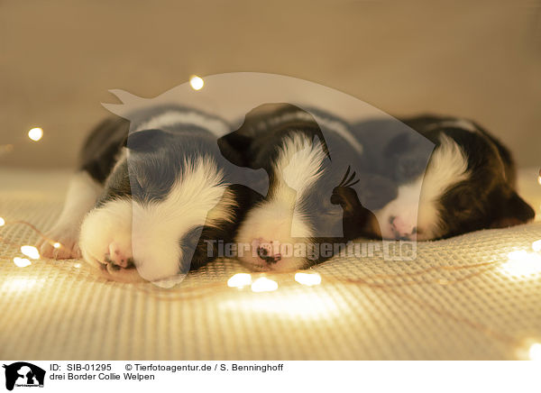 drei Border Collie Welpen / 3 Border Collie Puppies / SIB-01295