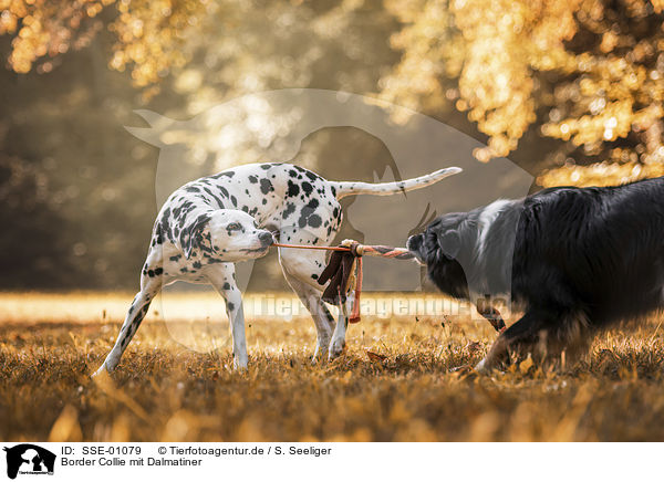 Border Collie mit Dalmatiner / Border Collie with Dalmatian / SSE-01079