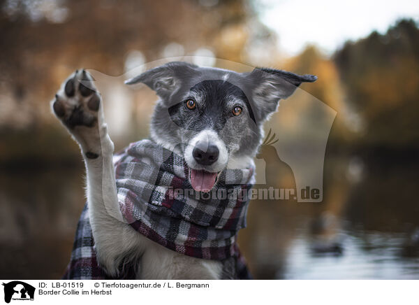 Border Collie im Herbst / LB-01519