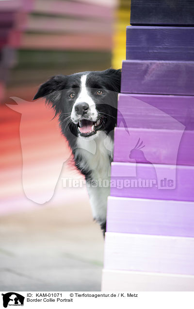 Border Collie Portrait / Border Collie portrait / KAM-01071