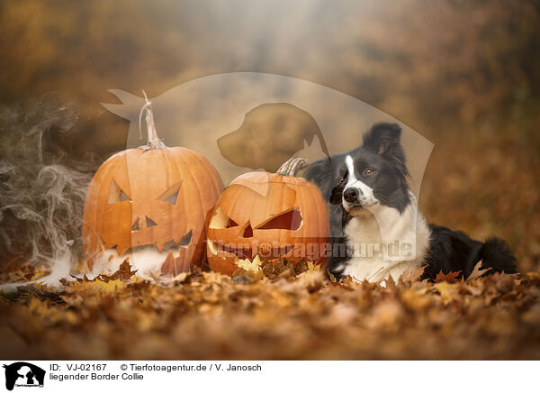 liegender Border Collie / lying Border Collie / VJ-02167