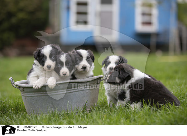 Border Collie Welpen / Border Collie Puppies / JM-02373