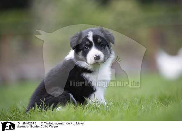 sitzender Border Collie Welpe / sitting Border Collie Puppy / JM-02379