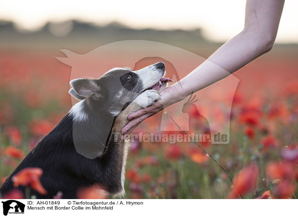 Mensch mit Border Collie im Mohnfeld / AH-01849